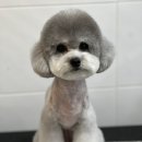 그루밍독 연구소 이미지