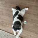 그랜비캐터리 이미지