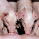 김상선농장 이미지