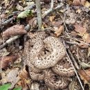 능이버섯 산행 다녀왔습니다. 이미지