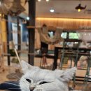 해피냥 | 전주 해피냥 고양이카페 다녀온후기 !!