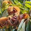 장사농장 이미지