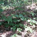 삼구사구 이미지