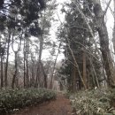 한라산둘레길 돌오름길 이미지