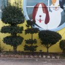 느리울유치원 이미지