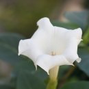 화이트 독 이미지