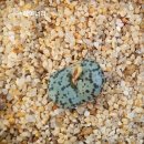 스테이너와 이미지