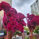 맨드라미 화단 이미지