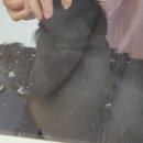 댕댕이 숲 | 구미애견미용 댕댕이숲 탄이♡