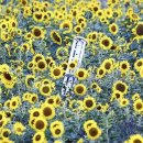 철수농장 이미지