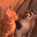 영상농장2 이미지