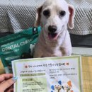 화이트덴탈 | 강아지치석껌 찾는다면? 샤랩바이오 강아지 덴탈껌 리얼 리뷰