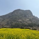 정방동-3 | 19주차 제주도 태교여행 2박3일 코스 (제주 갈치조림맛집, 올레시장 무료주차 팁, 제주 유채꽃 맛집...