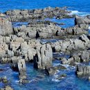 소망애견 이미지