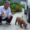 복실강아지 이미지