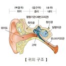 만성 중이염(Chronic otitis media) 귀코목 질환이란? 이미지