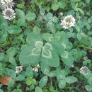 네잎클로버 이미지