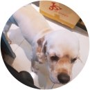 뽀삐살롱 이미지