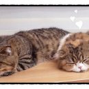 루루노래연습장 이미지