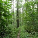 20250730&#34; 인적없는 청정오지숲길과 계곡길 (물굽이길과 마장터) 이미지