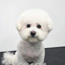 편안한 댕 이미지