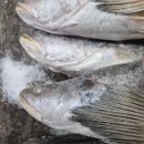 성해수산 | 🐟 내돈내산 수산일기 #42 — 영상가이석태(뾰족이) M사이즈 (기니아산, 18미)