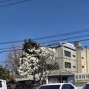 함덕연대 | 안보면 손해 제주 벚꽃축제 전농로 벚꽃거리 현상황 및 행사일정 (2026년 3월 24일)