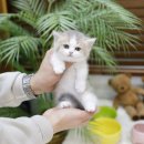 미니펫 강아지분양 고양이분양 강남점 | 화성고양이분양 미니펫이 좋네요
