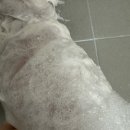 [킹콩 샤워] 향기 좋은 저자극 올인원 강아지 샴푸 킹콩샴푸 매직플라워 1년 사용 후기