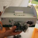 둥근모싯잎송편 이미지