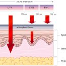 Nutraceuticals for Skin Care: A Comprehensive Review of Human Clinical Stud 이미지