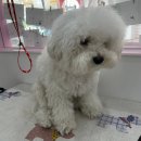 부티뽀샤 이미지