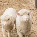 소사랑목장 이미지