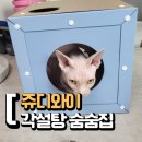 쥬디와이 깍두기 각설탕 숨숨짐 내돈내산 후기