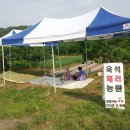 경주 체리 이미지