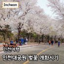 인천대공원(자전거광장) | 인천대공원 벚꽃 개화 시기 자전거 대여 만개 정보