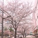 대전 벚꽃 명소 TOP5후기