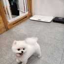 꼬미네 펫샬롱 애견미용 | 관저동꼬미네펫샬롱에 방문한 후기!