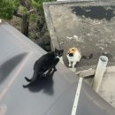 제주코롱코롱 이미지