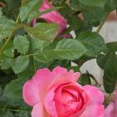 에덴-가 이미지