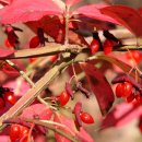 세 며느리식품 이미지