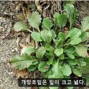 망초 종류 이미지