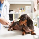 조형선외과동물병원 이미지