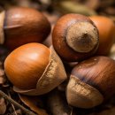도토리 이미지