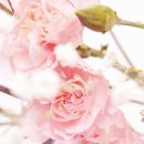 건강두피모발관리 이미지