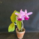 Cattleya intermedia var. orlata 'Rio 이미지