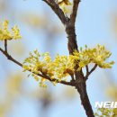 산수유 티브이데일리