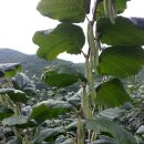 개암농장 이미지