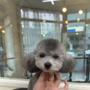 멍헤어 애견미용실 이미지