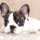 하이롤러 코리아 이미지